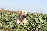 GOLDEN RETRIEVER 193